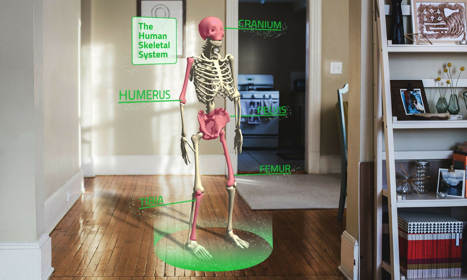 Human&#x20;Skeletal&#x20;System&#x20;Ar